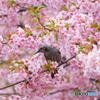 桜とヒヨドリ2