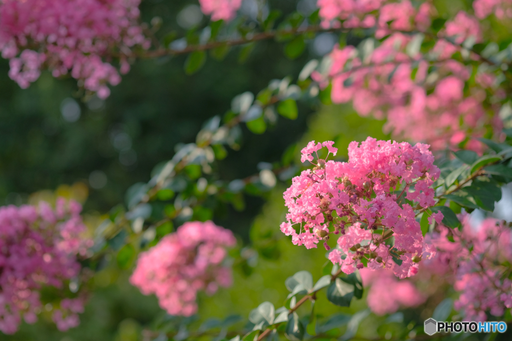 サルスベリの花