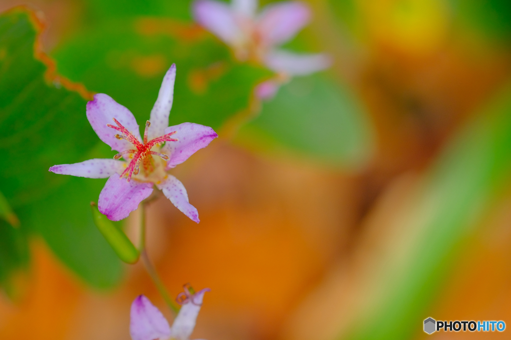 ホトトギスの花