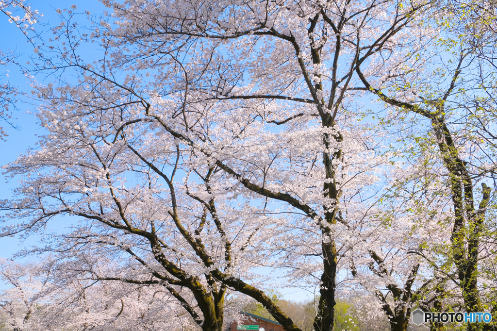 桜と青空