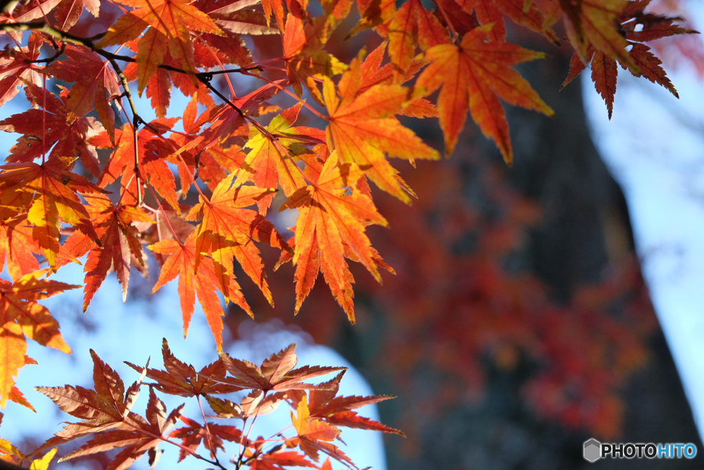 紅葉