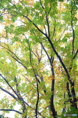 秋の色の葉