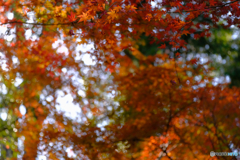 秋の森8