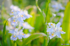シャガの花