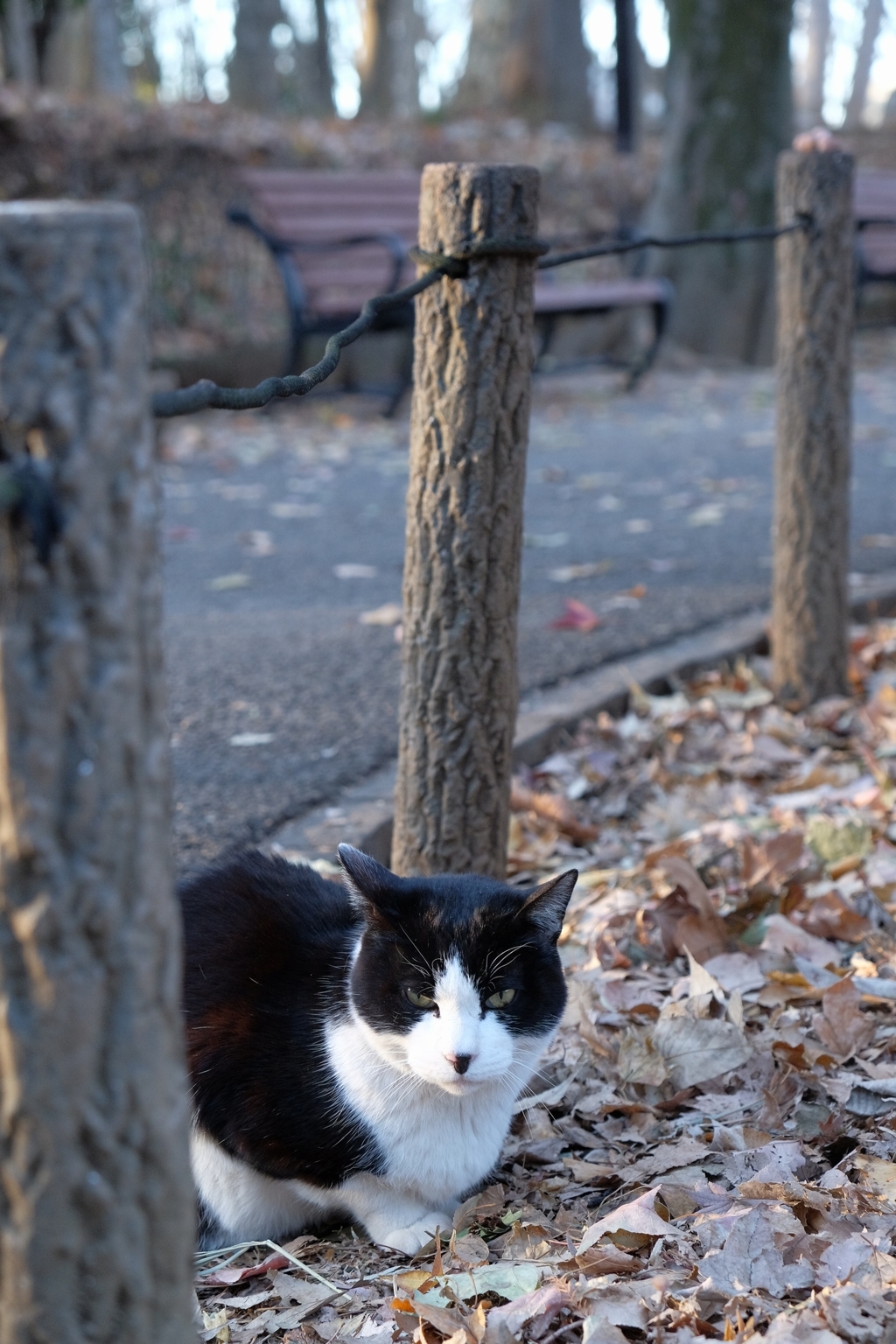 野良猫