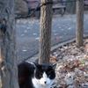 野良猫