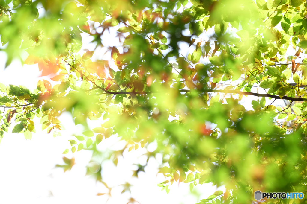 風に揺れる