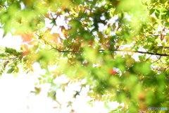 風に揺れる