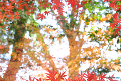 紅葉の森