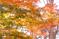 秋の森10