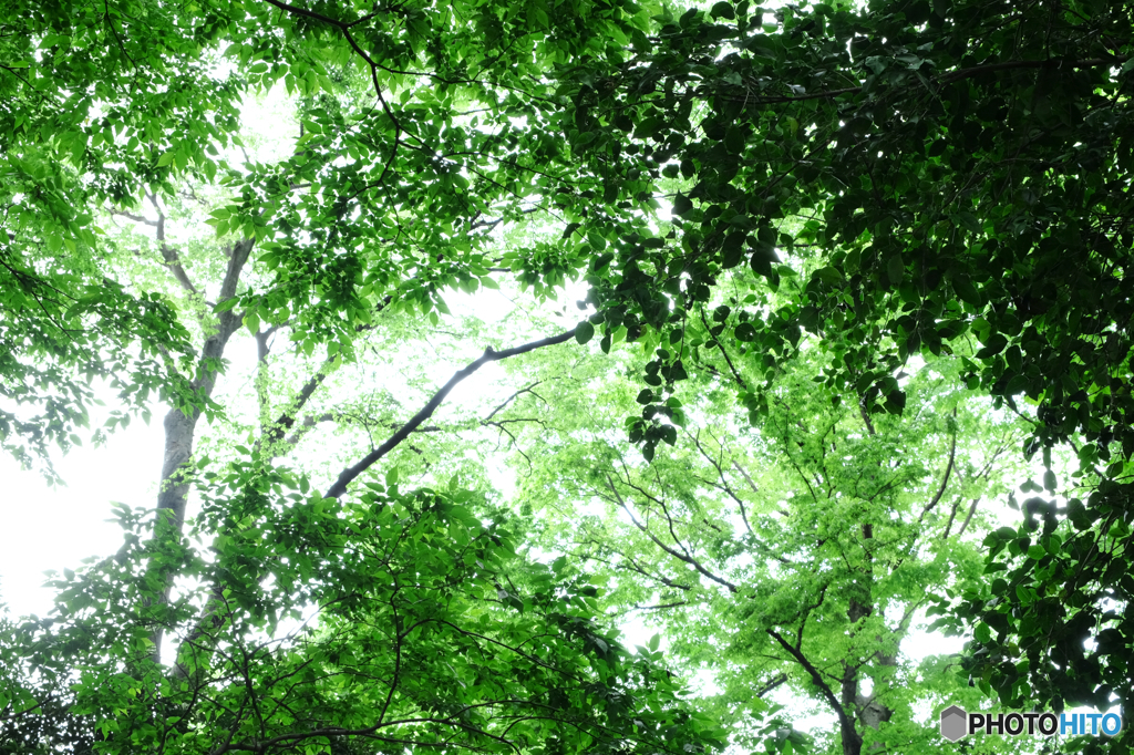 木々の緑