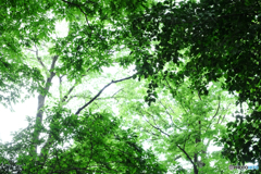 木々の緑