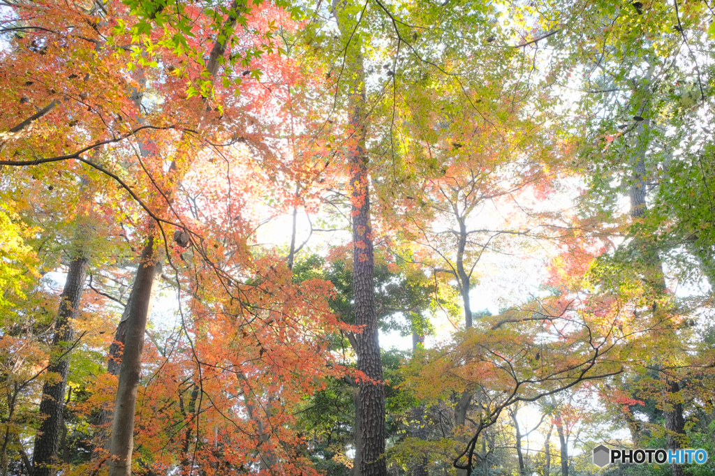 紅葉の森