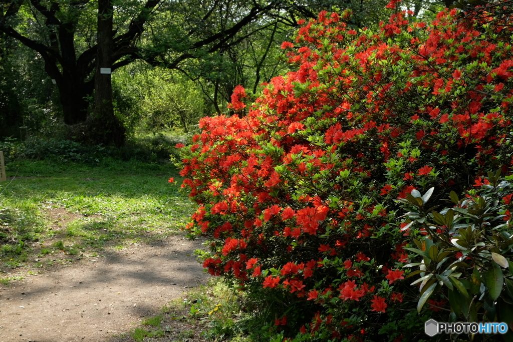 ツツジの花