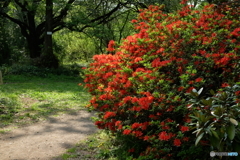 ツツジの花