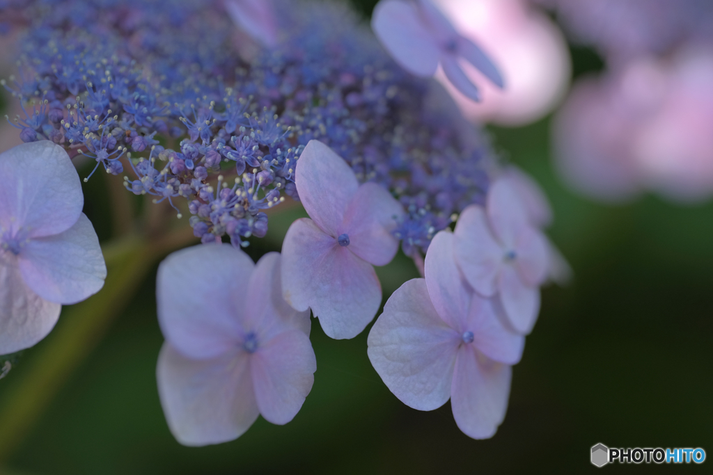 アジサイの花3