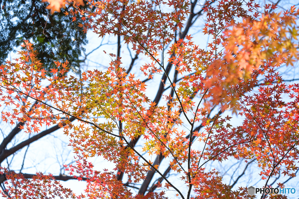 枝先の紅葉
