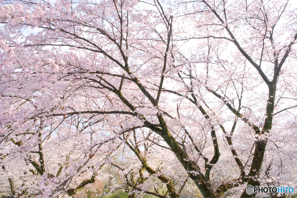 桜の森