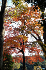 カラフル