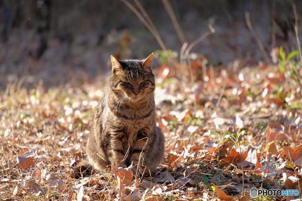 野良猫、冬
