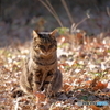 野良猫、冬