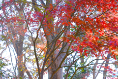 秋の森19