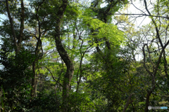 新緑の森
