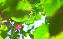 椿