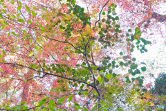 秋の森18