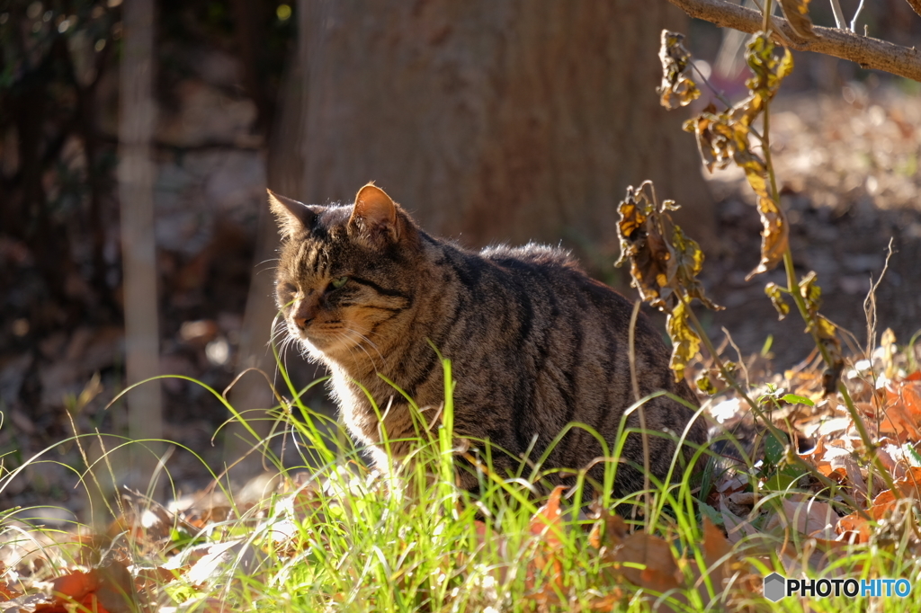 野良猫、草むら