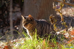 野良猫、草むら