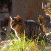 野良猫、草むら