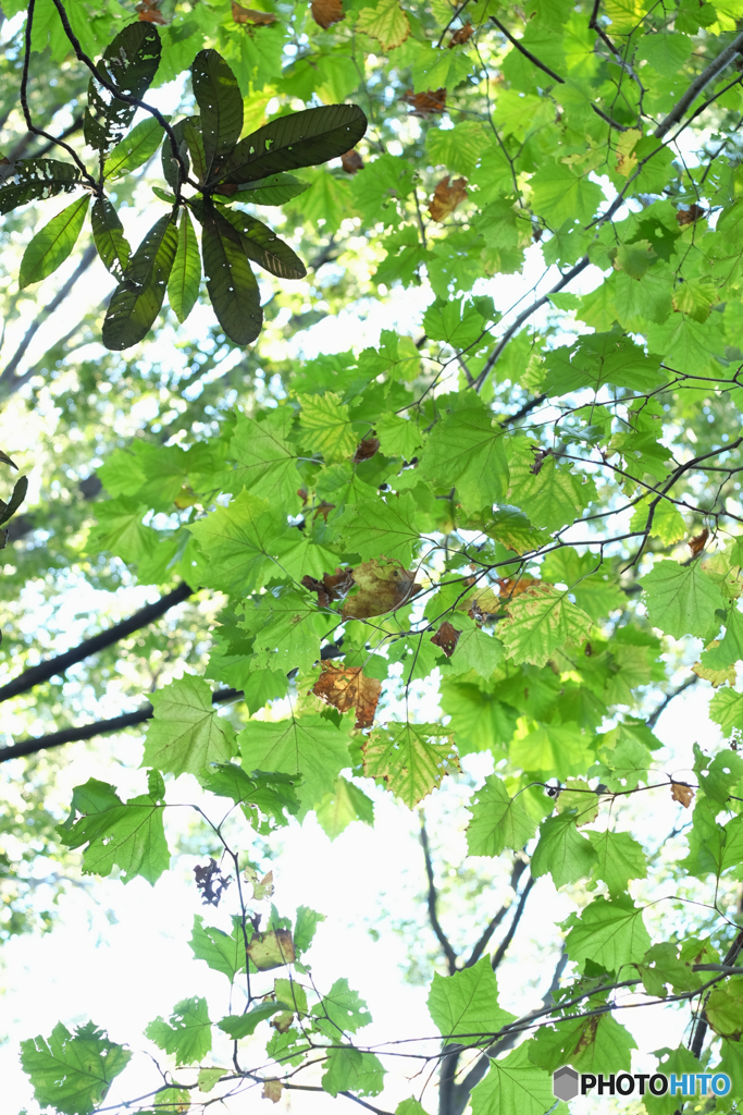 色づきはじめる葉