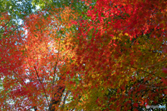 秋の森13