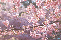 河津桜