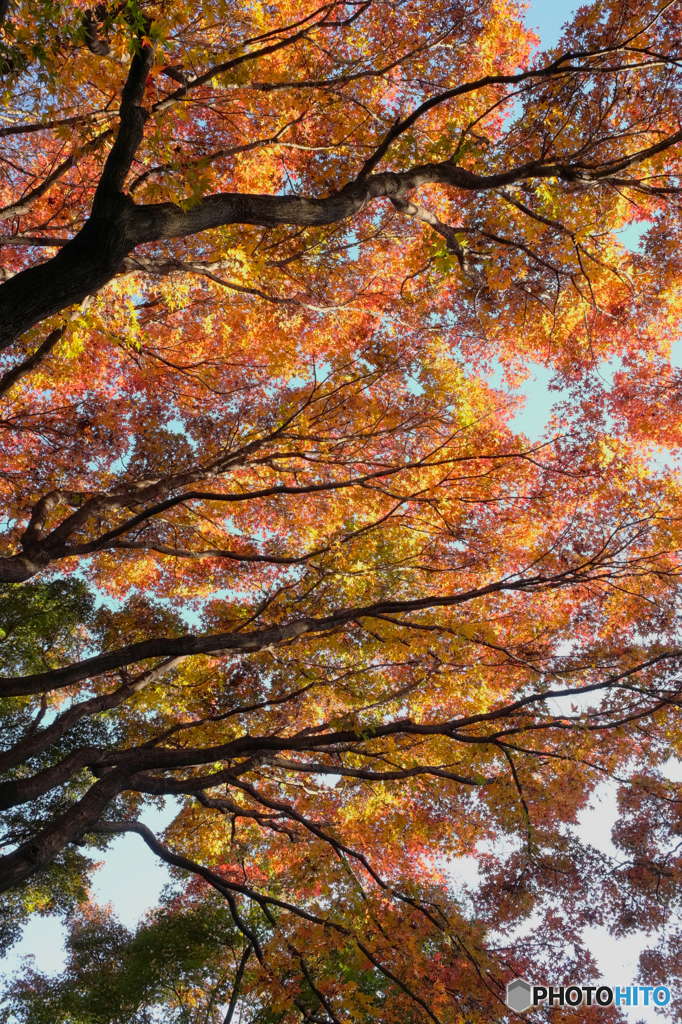 紅葉のトンネル