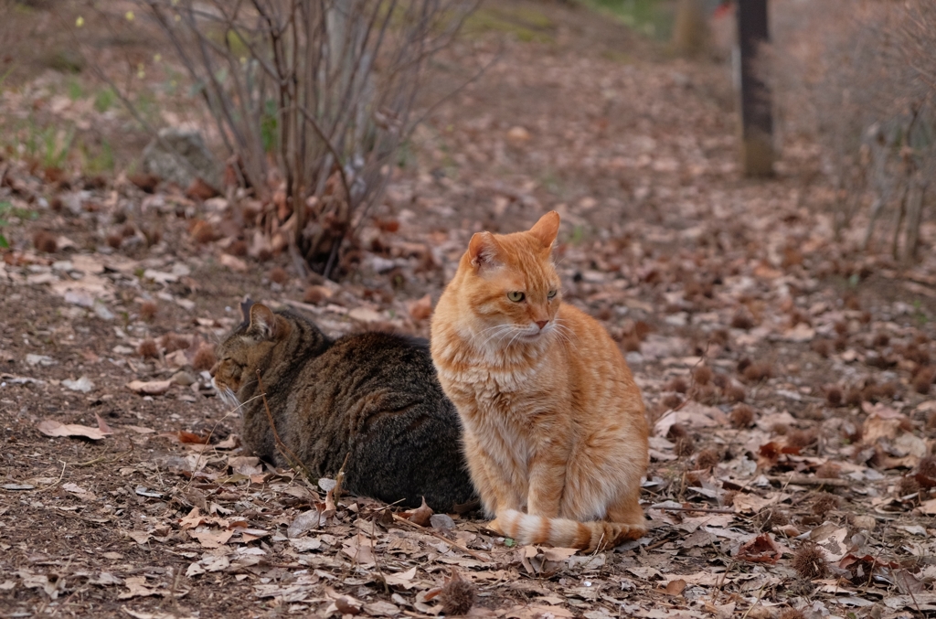 野良猫