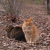 野良猫