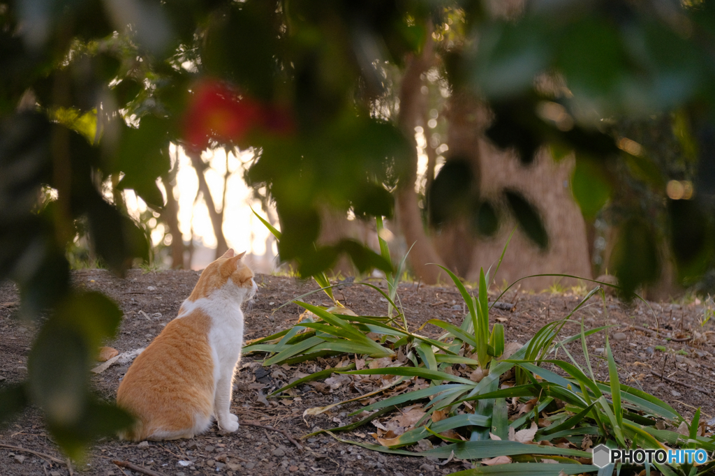 野良猫