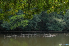 池と緑
