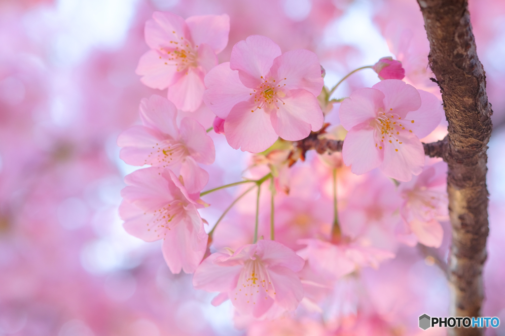 河津桜5