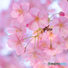 河津桜5