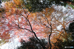 空を覆うモミジ