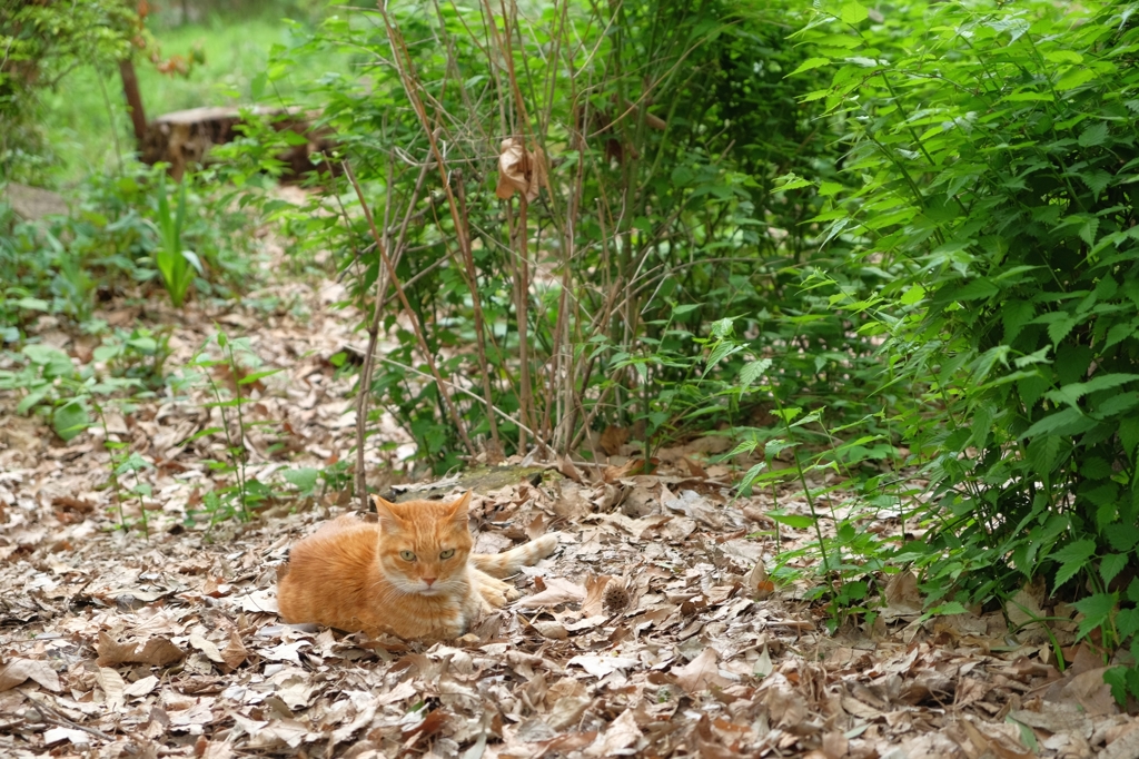 野良猫