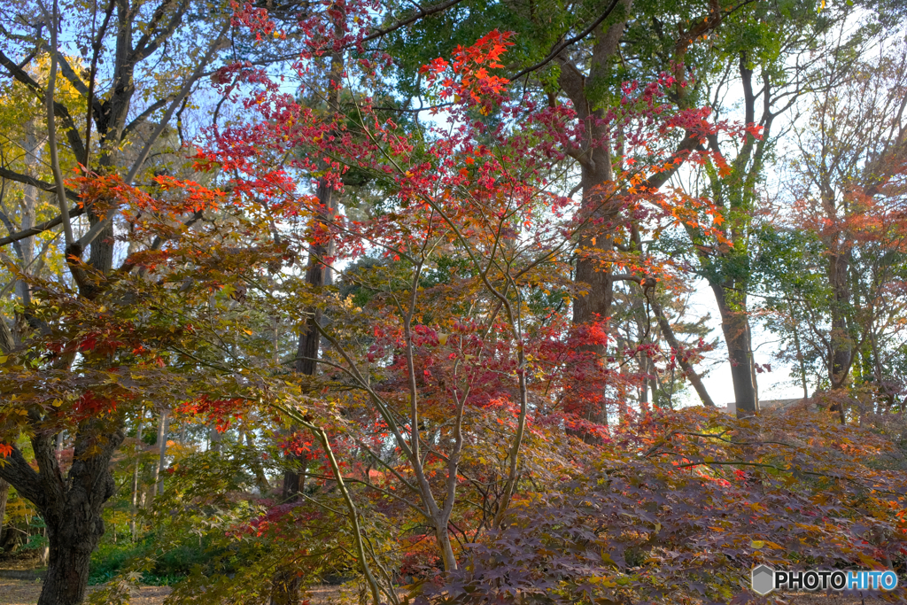 秋の森８