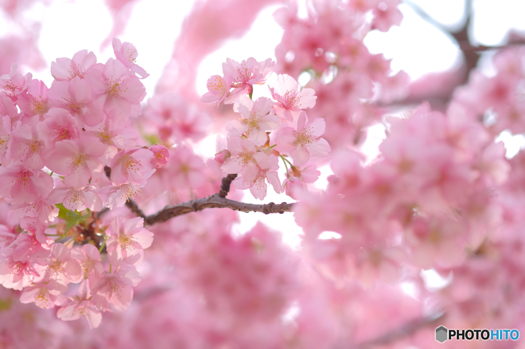 河津桜