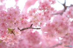 河津桜