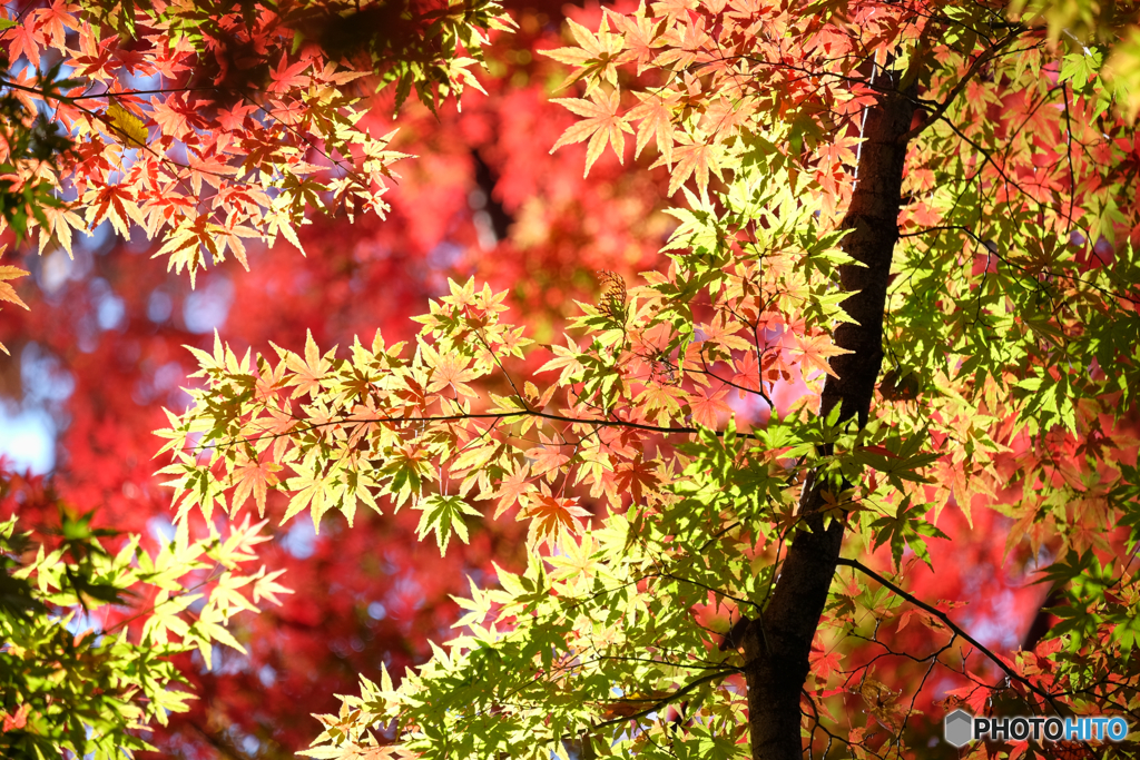 赤く染まる