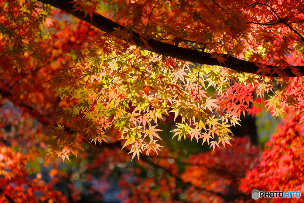 紅葉４