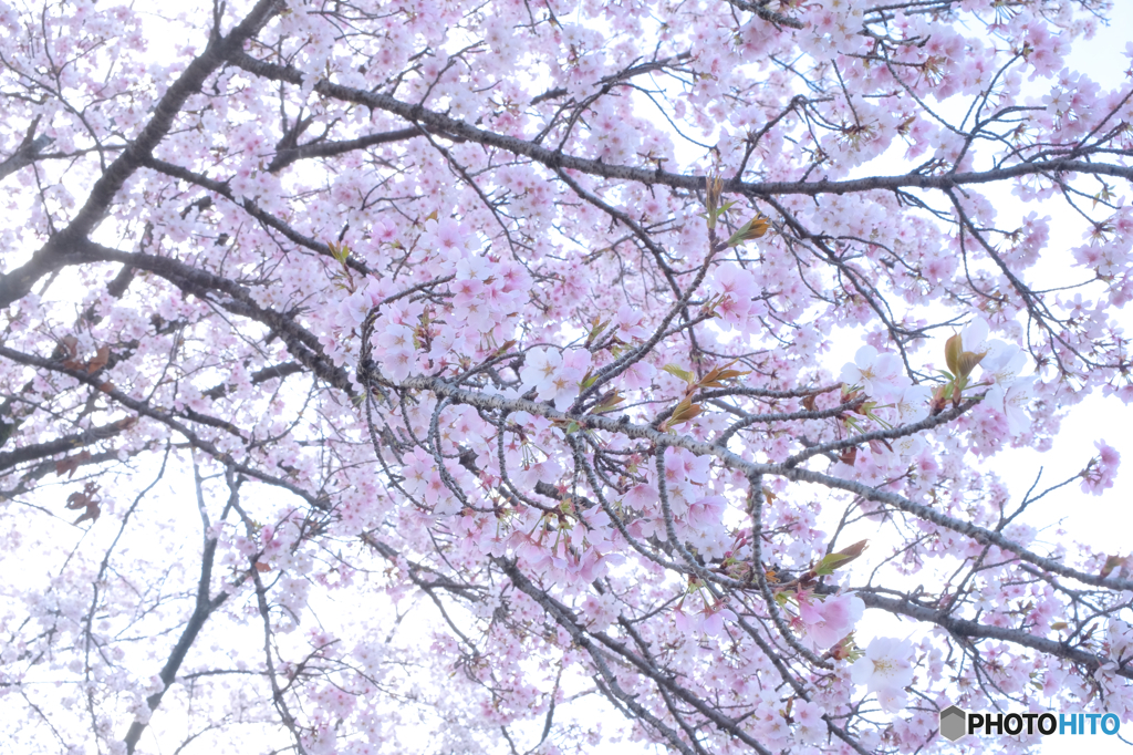 桜の花